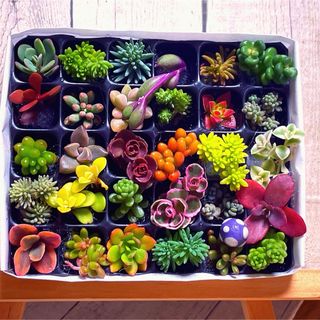 【PP30 G30VK紫きのこピック】多肉植物　ミニミニカット苗　30マス(その他)