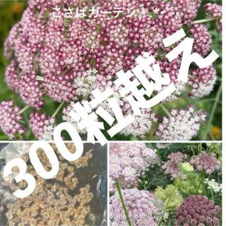 【レースフラワー】ダウカスダーラ (ブラックレース) 種 ３００粒越え(プランター)