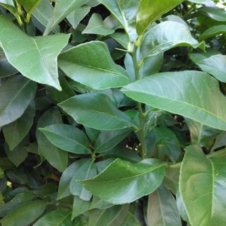 レモンの葉（枝付き・葉っぱのおまけ付き)(虫類)