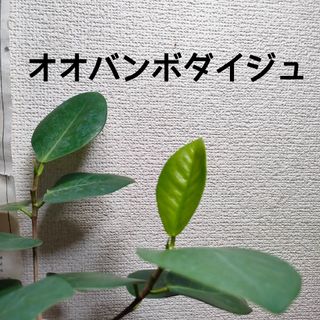 【第四種無料】フィカス オオバンボダイジュ 大判菩提樹 苗 観葉植物 希少品種(その他)