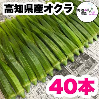 夏野菜【高知県産オクラ】A品＆B品 40本 おくら 野菜 産地直送！Mvs(野菜)