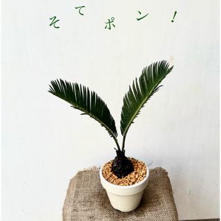 蘇鉄 そてつ ソテツ " sotetu" ① 観葉植物 そてポン！(その他)