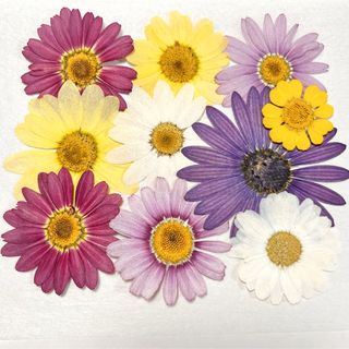 押し花　 NO.892 マーガレット 他