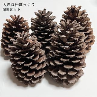 大きな松ぼっくり 5個(その他)