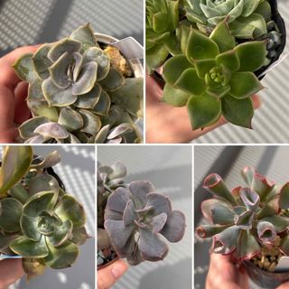 多肉植物　五種セット(その他)