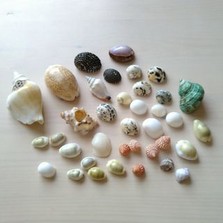 貝殻 お土産 貝 巻き貝 巻貝 能登金剛センター 能登半島 工作 ハンドメイド(各種パーツ)