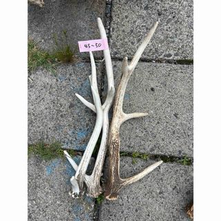 鹿の角(北海道エゾシカ) 17本セット