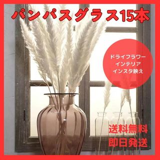 パンパスグラス 15本セット ドライフラワー インテリア テールリード 2