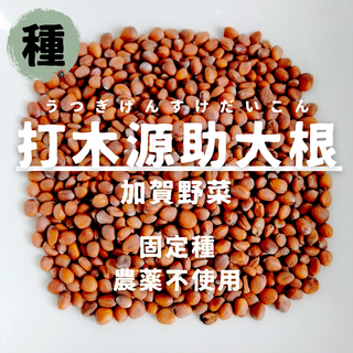 【種】打木源助大根　ダイコン　農薬不使用　40粒(野菜)