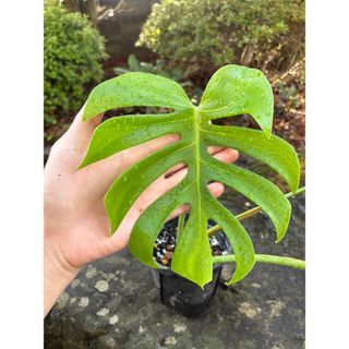 モンステラ　スケルトン(その他)