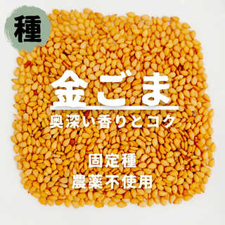 【種】金ごま　金胡麻　農薬不使用　200粒(野菜)