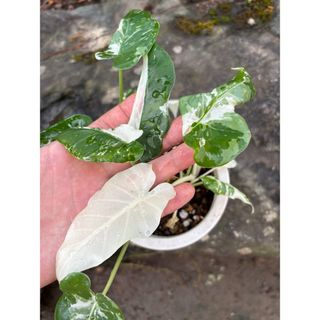 クワズイモ　斑入り(その他)