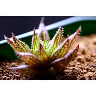 星空　ルプラ交配  多肉植物 ハオルチア アロエ(その他)