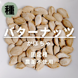 【種】かぼちゃ　バターナッツ　農薬不使用　7粒(野菜)