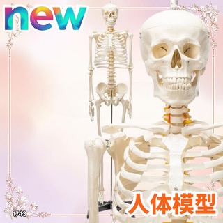 #1743 人体模型 170cm 神経根有 骨格模型 ※一部地域離島別途配送料有