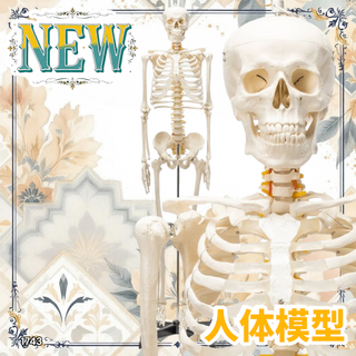 #1743 人体模型 170cm 神経根有 骨格模型 ※一部地域離島別途配送料有