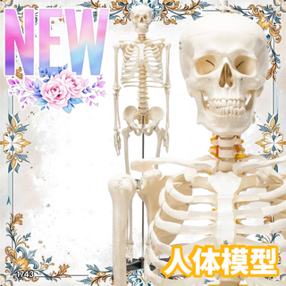 #1743 人体模型 170cm 神経根有 骨格模型 ※一部地域離島別途配送料有