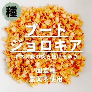 【種】ブート・ジョロキア　農薬不使用　10粒(野菜)