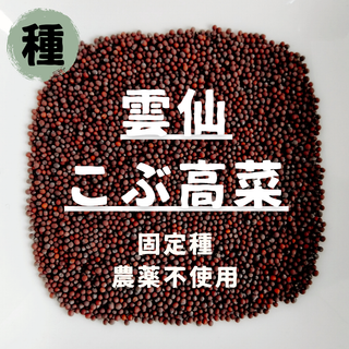 【種】雲仙こぶ高菜　農薬不使用　200粒(野菜)