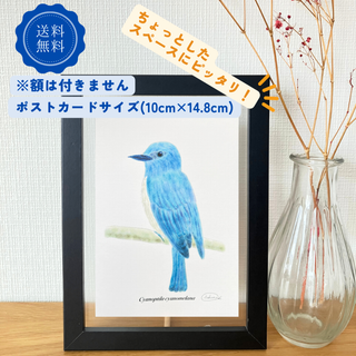 ポストカード　おしゃれ　アート　デザイン　イラスト　鳥　青　幸せ　オオルリ(カード/レター/ラッピング)