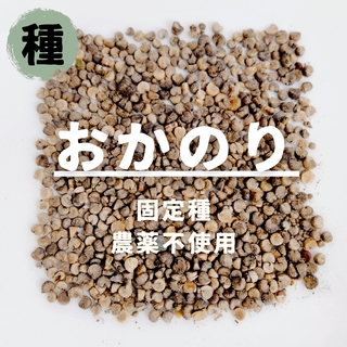 【種】おかのり　オカノリ　農薬不使用　70粒(野菜)