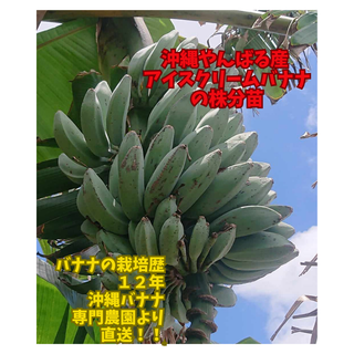 限定特価！沖縄本島産　人気の魅惑の南洋バナナ＝アイスクリームバナナの苗(フルーツ)