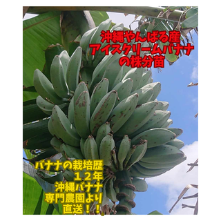 沖縄本島産　人気の魅惑の南洋バナナ＝アイスクリームバナナの苗×2鉢！(フルーツ)
