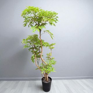 ポリシャススターシャ確認用(プランター)