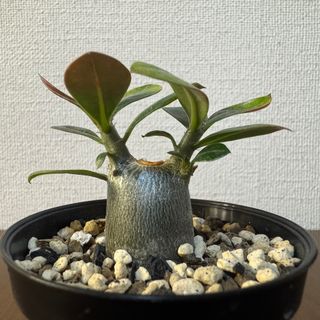 人気　塊根植物　アデニウム　オベスム　③(その他)