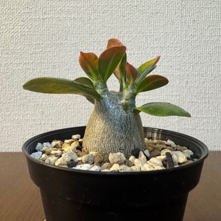 人気　塊根植物　アデニウム　オベスム　②(その他)