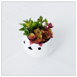 お値下げ中★送料込み【多肉植物】可愛い寄せ植えセット そのまま飾れる シマエナガ(プランター)
