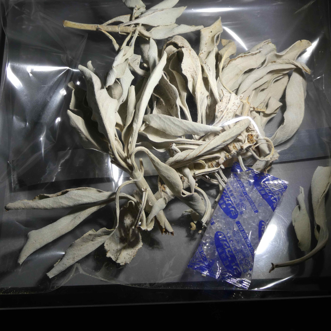 良質！ ホワイト セージ 20g 枝葉リラックス 新品未使用 即購入OK！ ハンドメイドの素材/材料(その他)の商品写真