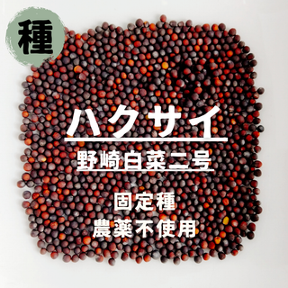 【種】ハクサイ　野崎白菜二号　農薬不使用　50粒(野菜)