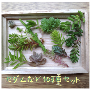 セダムなど１０種類セット　多肉植物寄せ植え　カット苗　詰め合わせ　グランドカバー(その他)