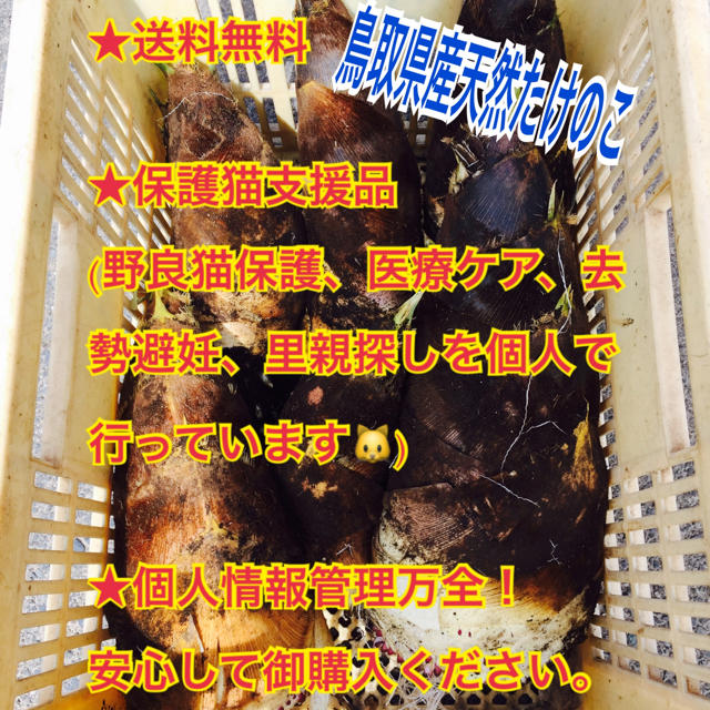 本日最終出品サービス品！18時迄！鳥取県産天然特大たけのこ4.5Kg3本 野菜 食品/飲料/酒の食品(野菜)の商品写真