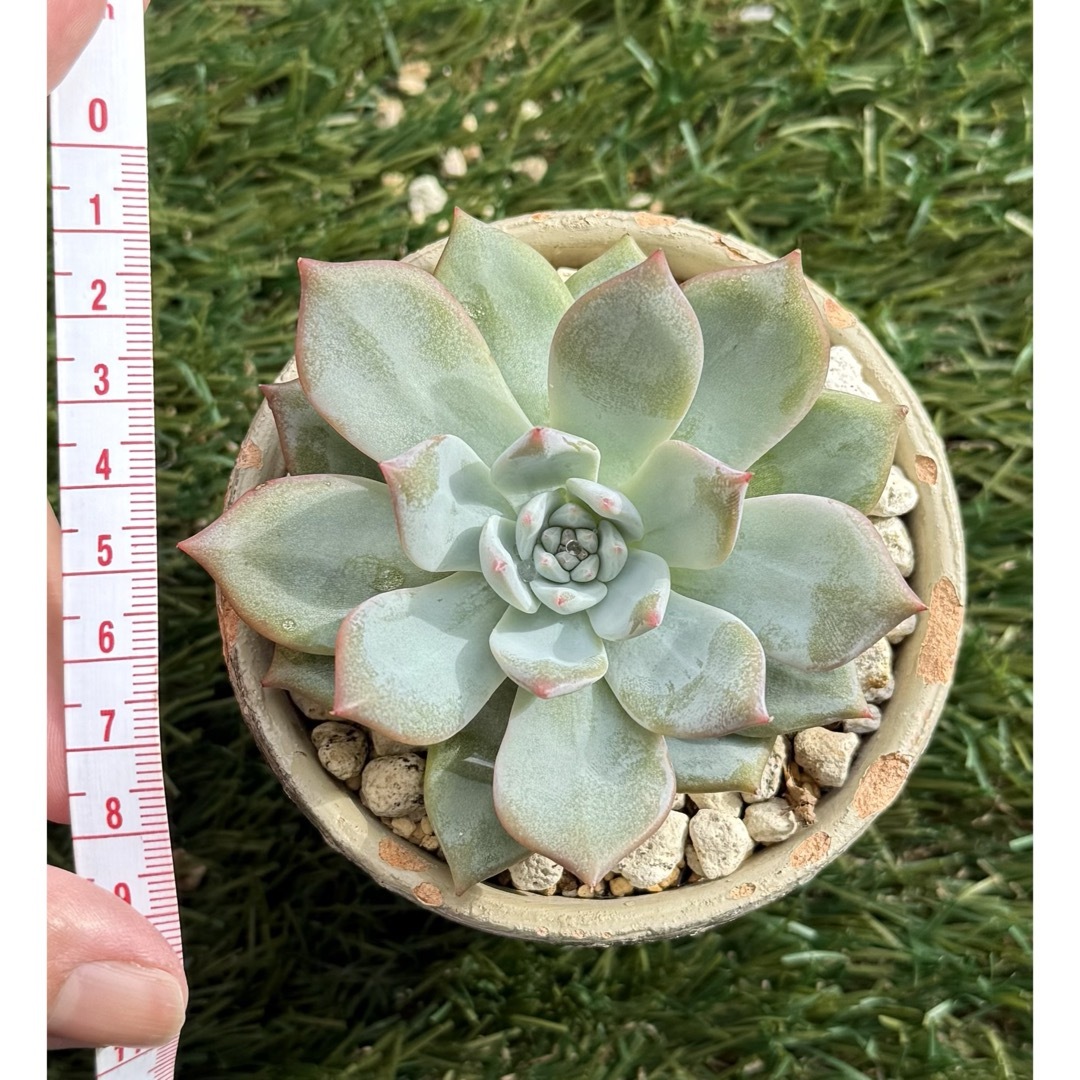 多肉植物　ブルーバード　抜き苗 ハンドメイドのフラワー/ガーデン(その他)の商品写真