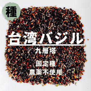 【種】台湾バジル　九層塔　農薬不使用　150粒(野菜)