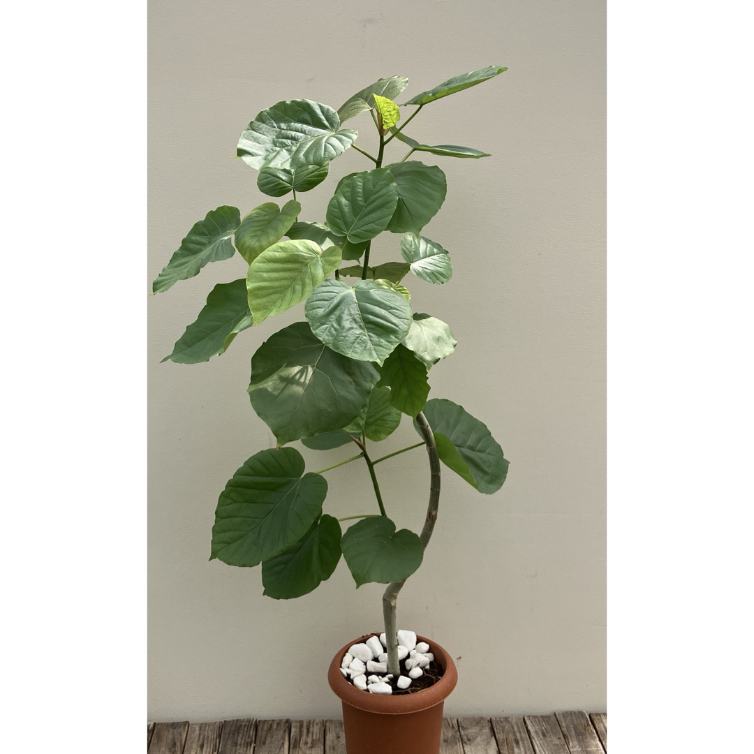 ボリューミー パールアカシア 7寸ポット苗 ミモザ 庭木