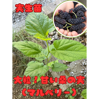 特大粒 大唐桑マルベリー　大粒で甘い実がなる親木から落ちた大唐桑の実生苗(その他)