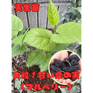 特大粒 大唐桑マルベリー　大粒で甘い実がなる親木から落ちた大唐桑の実生苗(その他)