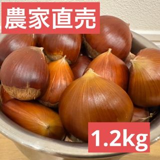 熊本県産生栗　1.2kg(フルーツ)