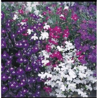 ロベリア色は混合30粒と2種類の植物の種のおまけ付き！