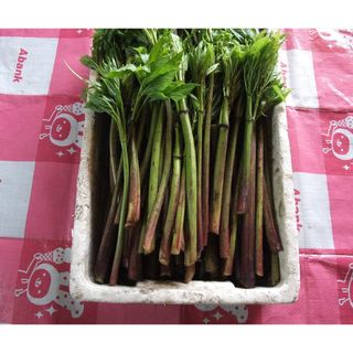 幻の塩漬け山菜　ニョウサク　５００ｇ(野菜)