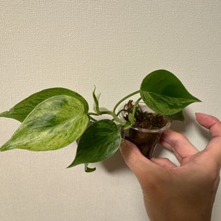 オキシカルジウム/オキシカルディウム　ホワイトファントム トップカット発芽済み(プランター)