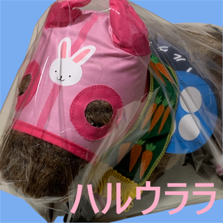 ハルウララ 競馬 ぬいぐるみ アイドルホース AVANTI ウマ娘 SサイズA