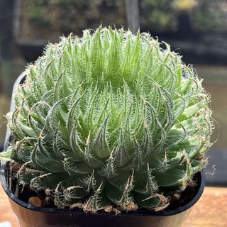 多肉植物 エケベリア 白鳳hyb 超大群生　抜き苗 多肉植物 エケベリア 白鳳hyb 超大群生 抜き苗 多肉植物