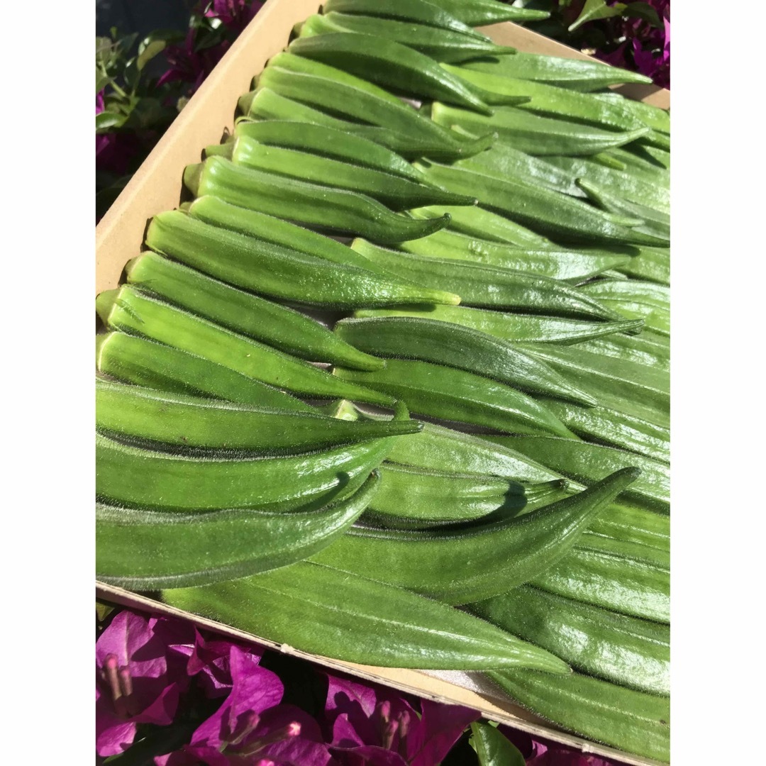 オクラ 食品/飲料/酒の食品(野菜)の商品写真