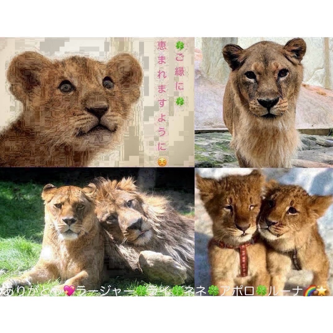 カミオジャパン(カミオジャパン)のメモ シマエナガ インテリア/住まい/日用品の文房具(ノート/メモ帳/ふせん)の商品写真