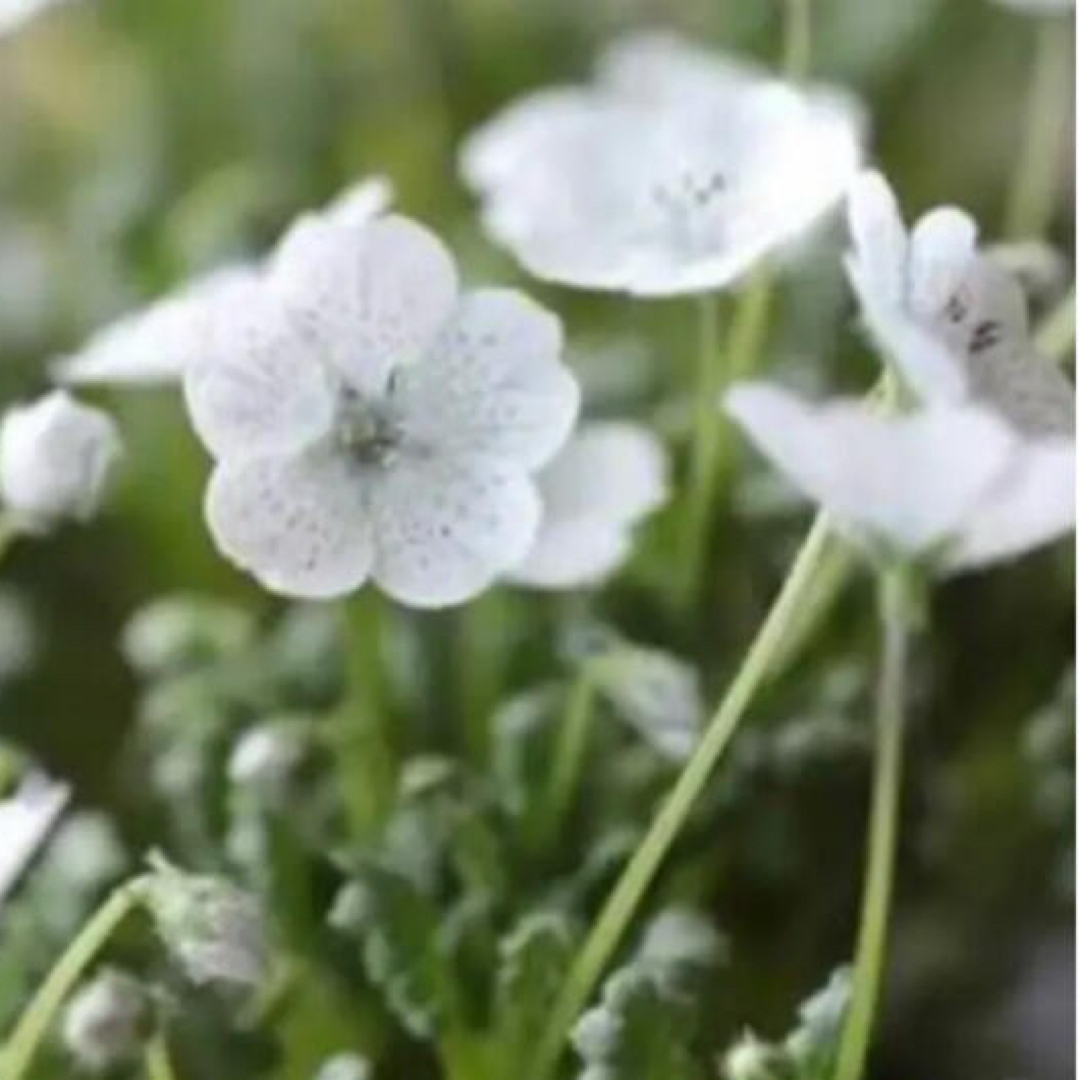 タイムセール 種 計50粒 白系ネモフィラ   2タイプ ハンドメイドのフラワー/ガーデン(プランター)の商品写真
