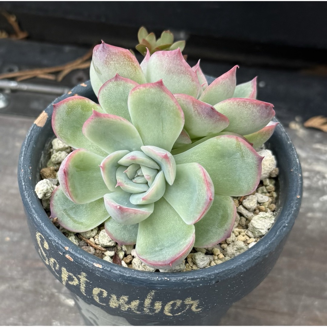 多肉植物　シルエット　多頭　抜き苗おまけ付き ハンドメイドのフラワー/ガーデン(その他)の商品写真